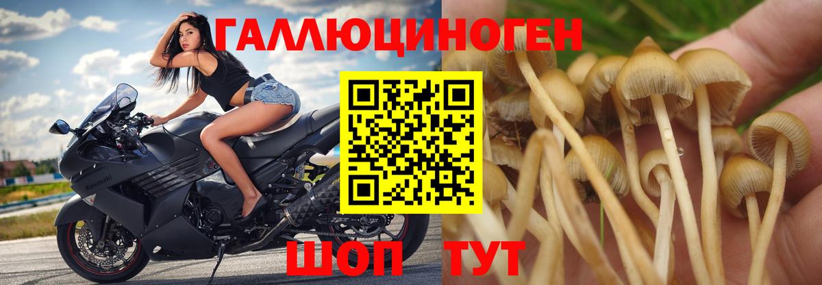 Галлюциногенные грибы Psilocybine cubensis Кумертау